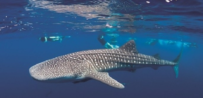وزير البيئة يعلن رصد القرش الحوتى على شواطىء البحر الأحمر